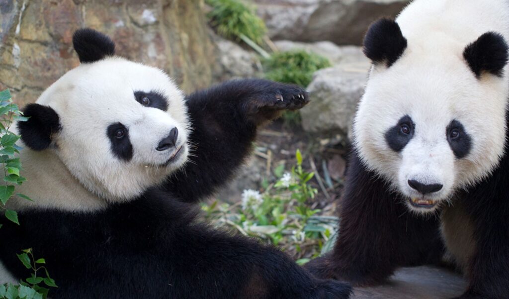 Adelaide Zoo pandas