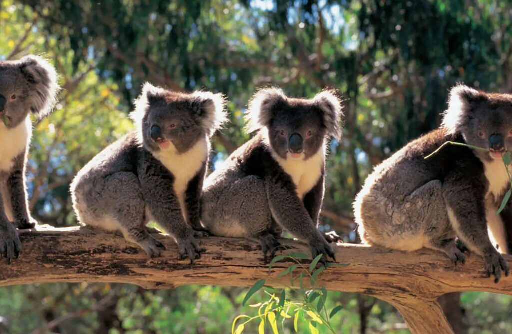 Cleland Wildlife Park