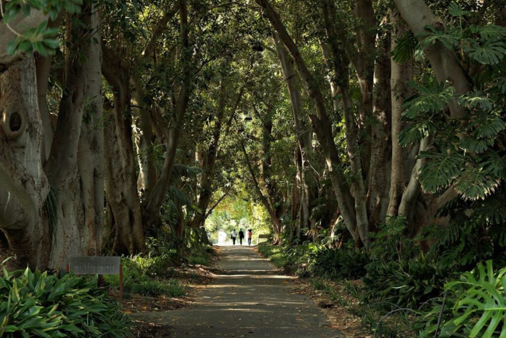 Adelaide botanic gardens